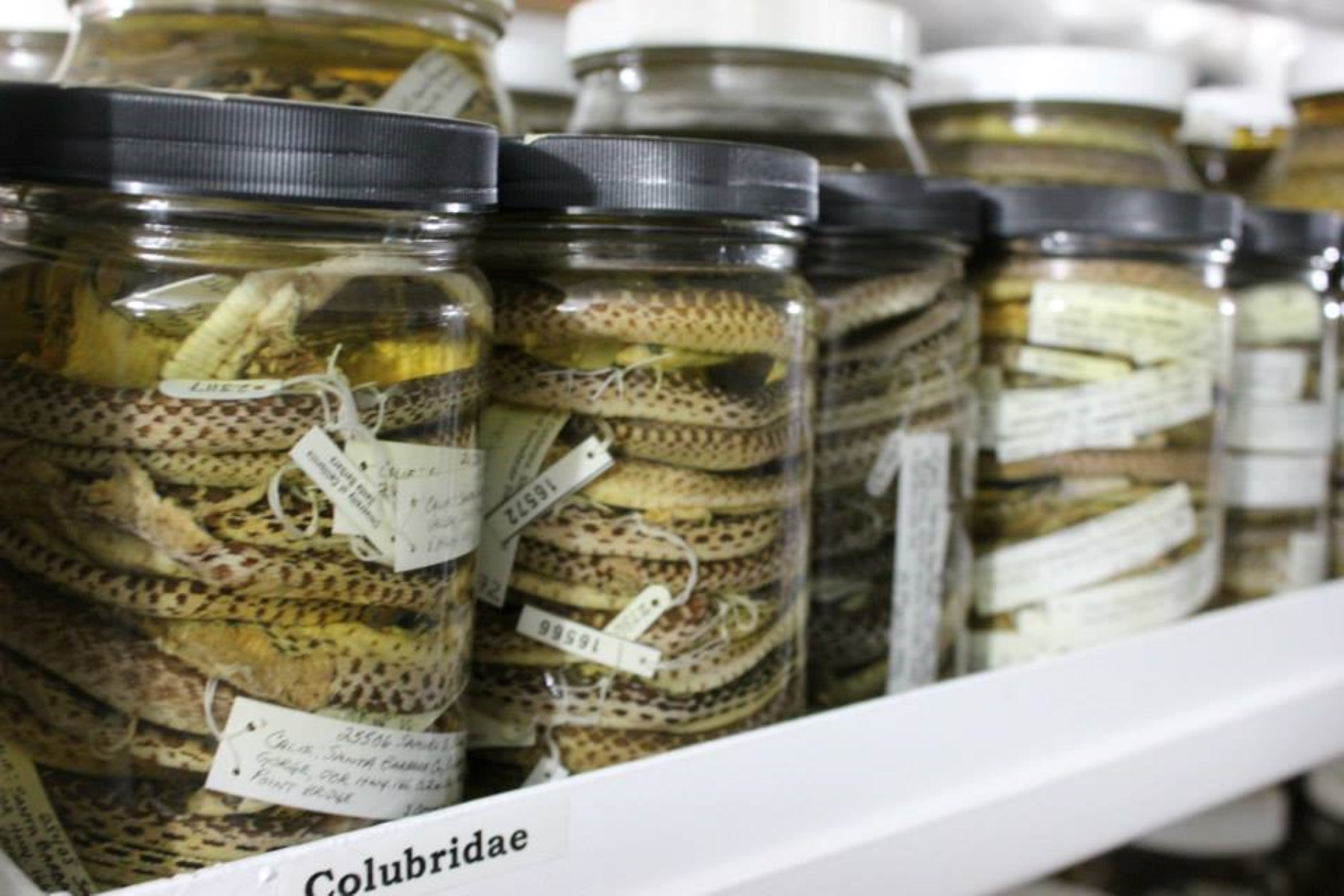 snakes in jars lined up on a shelf like pickles