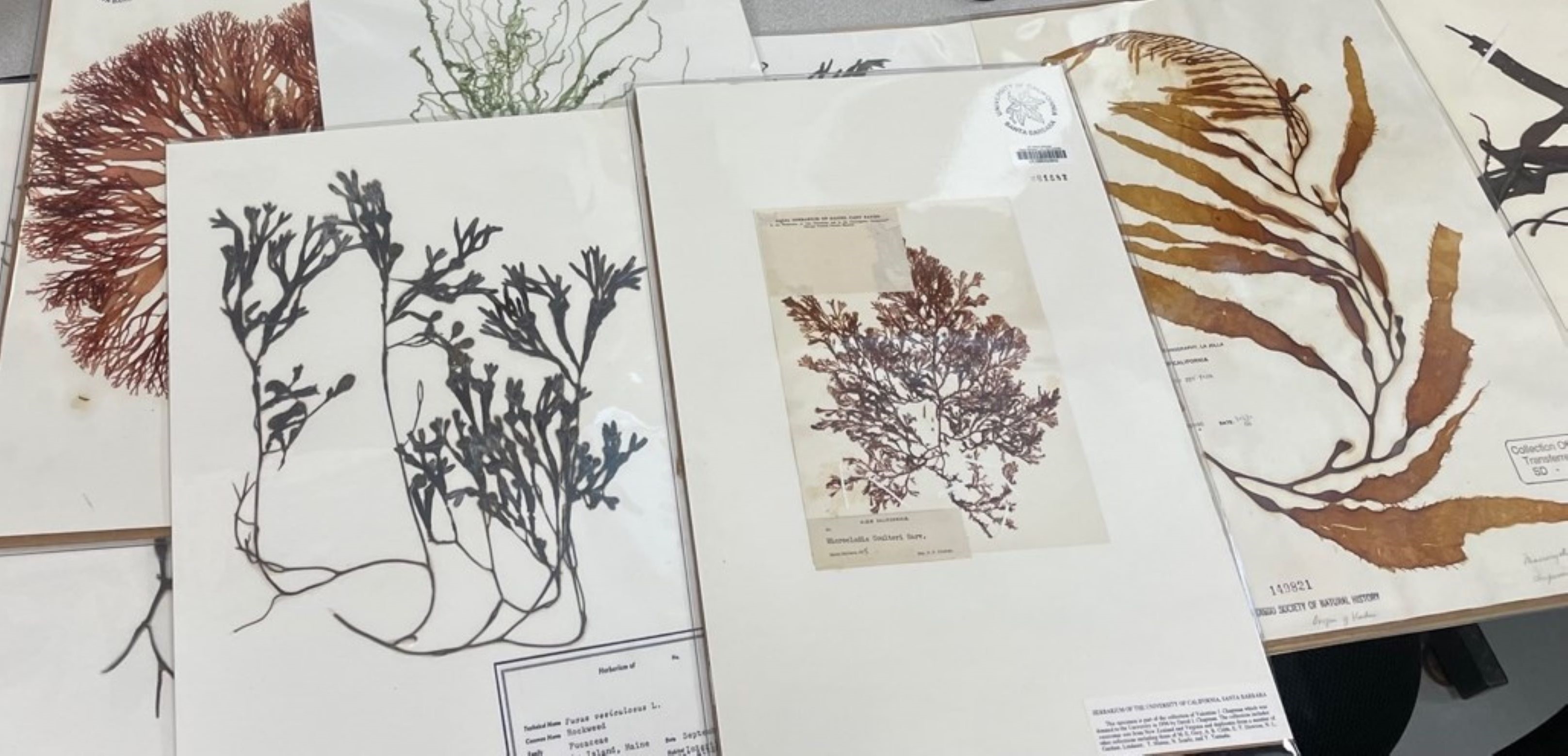 many herbarium sheets of dried algae