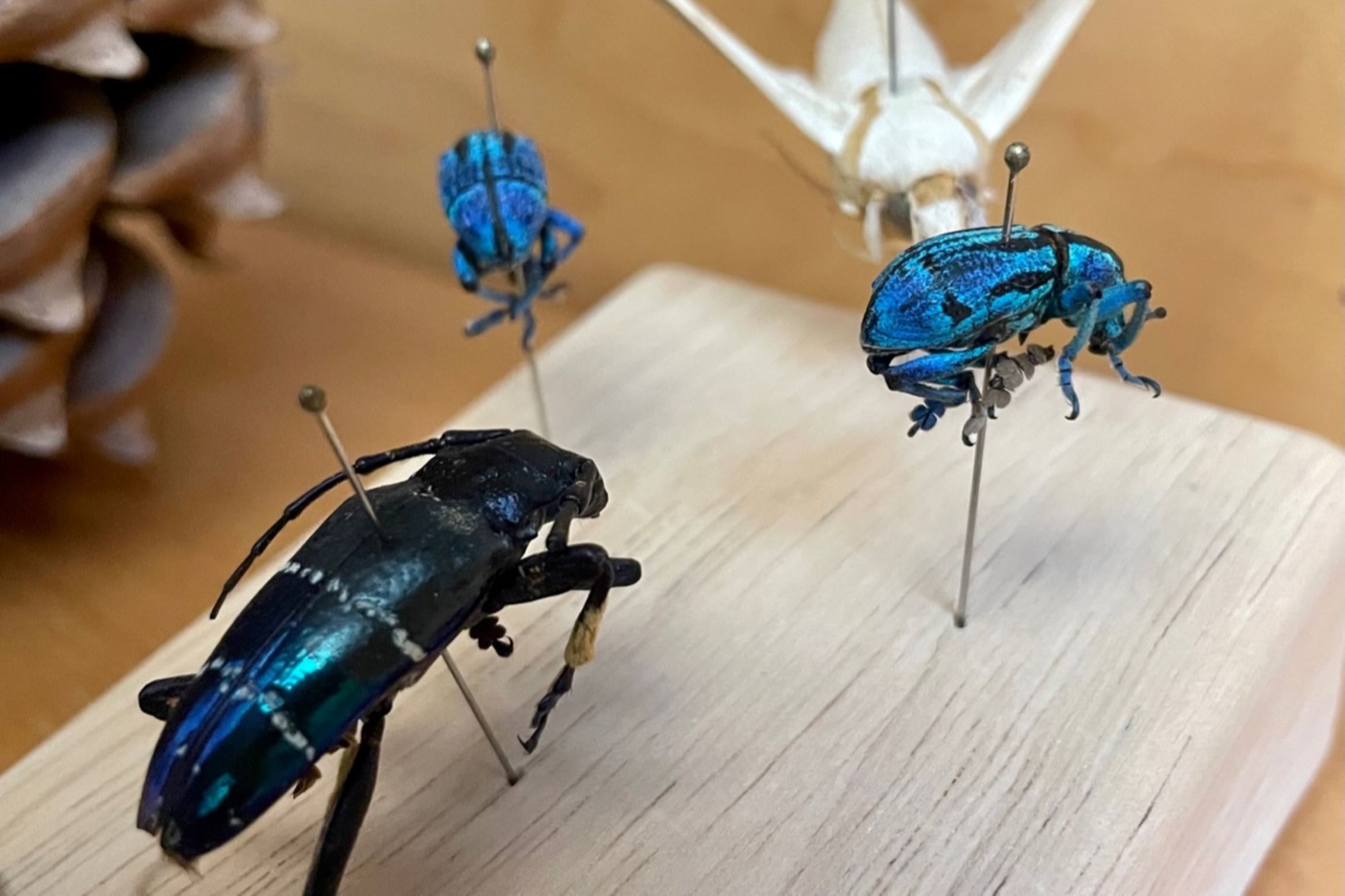 Three blue beetles on a wood mounting board
