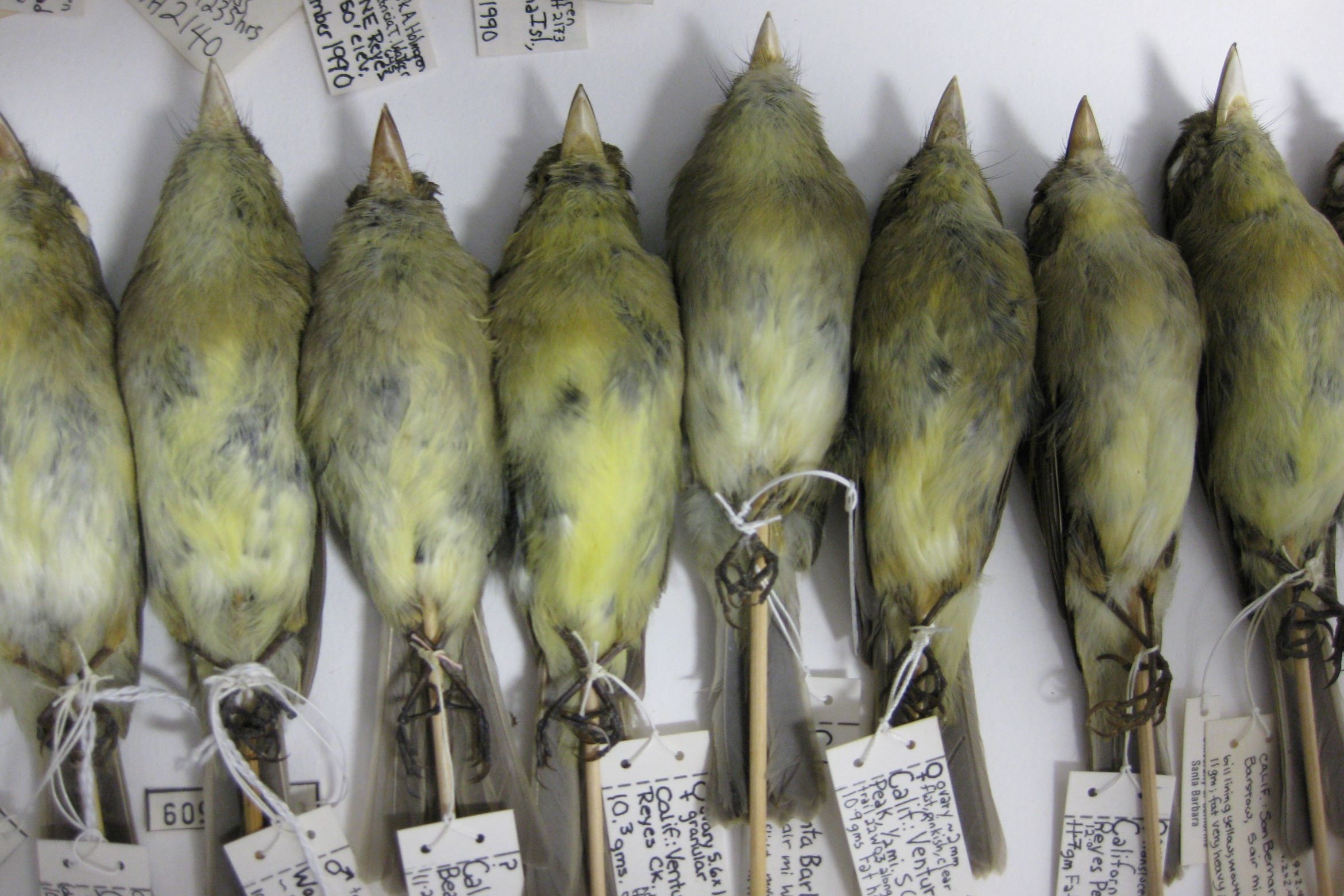 gold finches lined up 