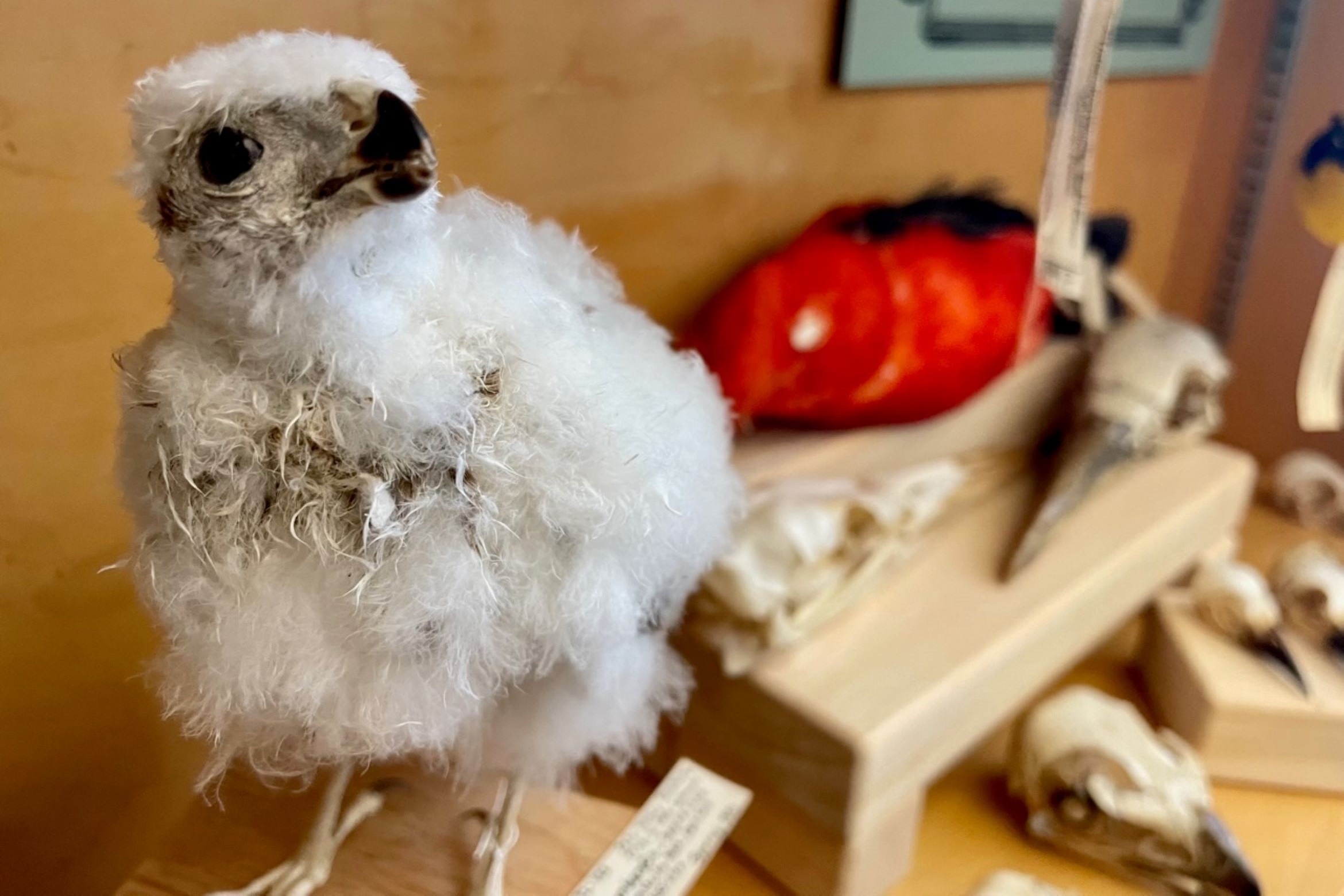 Taxidermy chick with more bird specimens in background