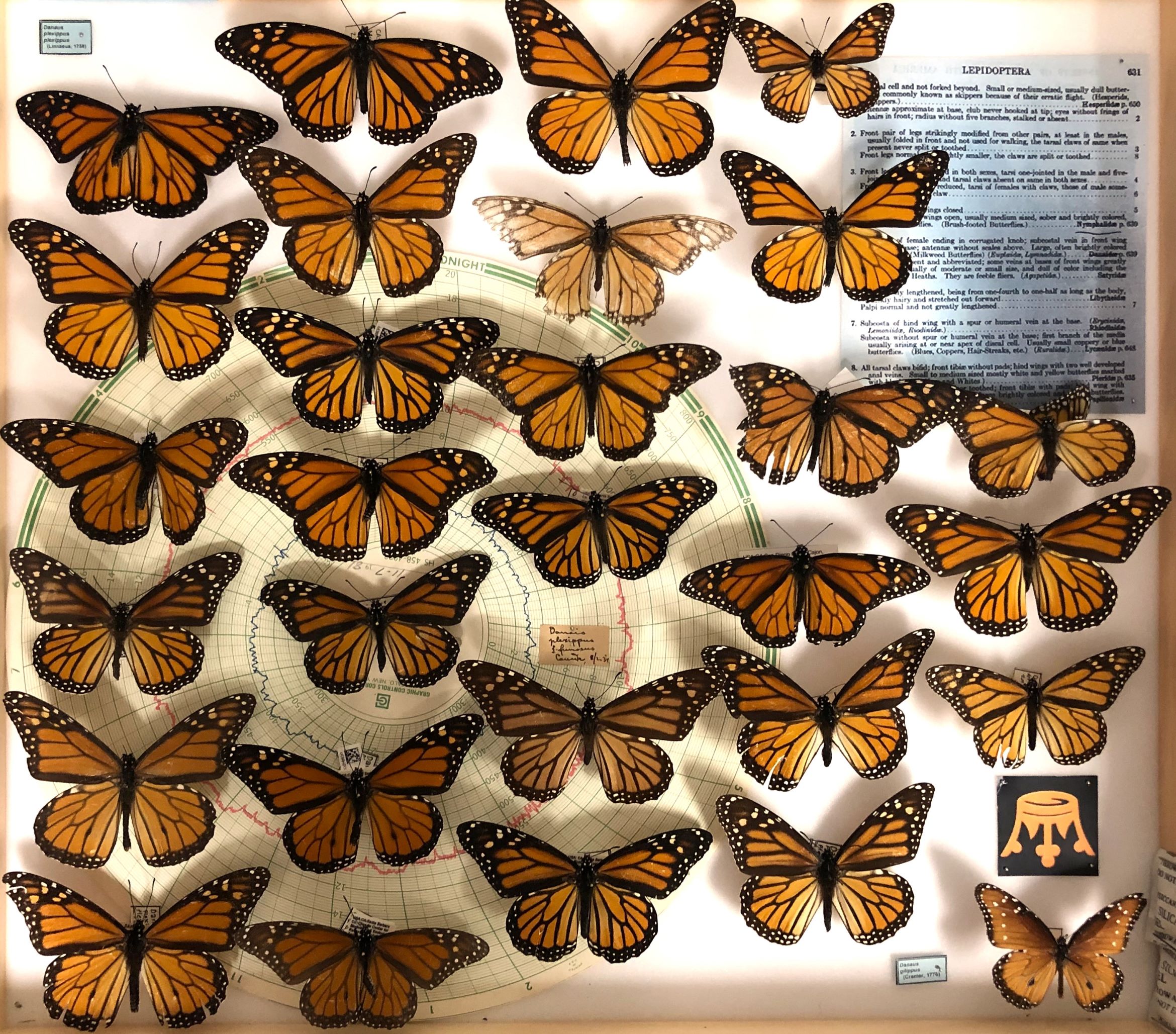 monarch butterflies in a specimen box