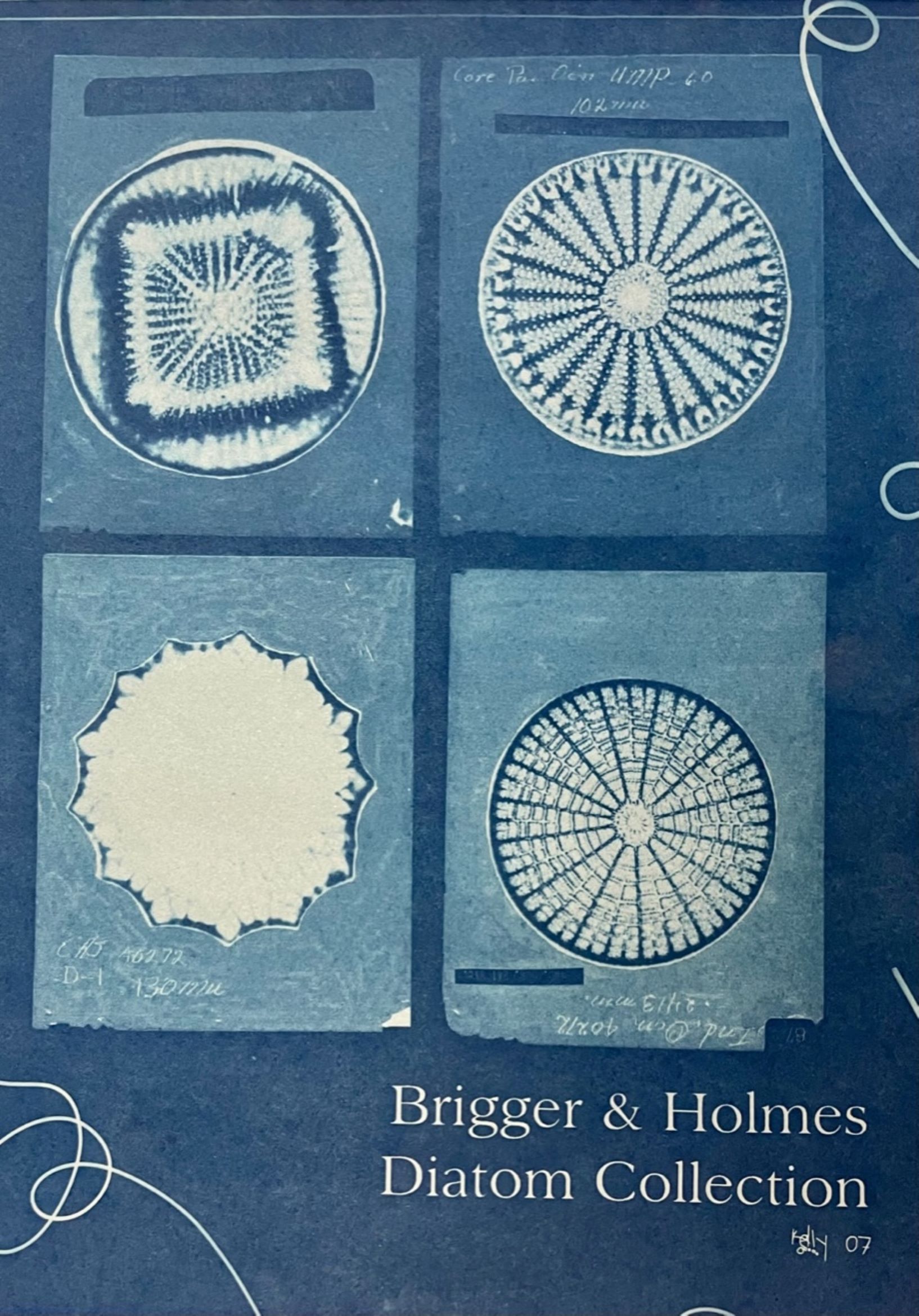 Cyanoprint of microscope images of diatoms and name of collection