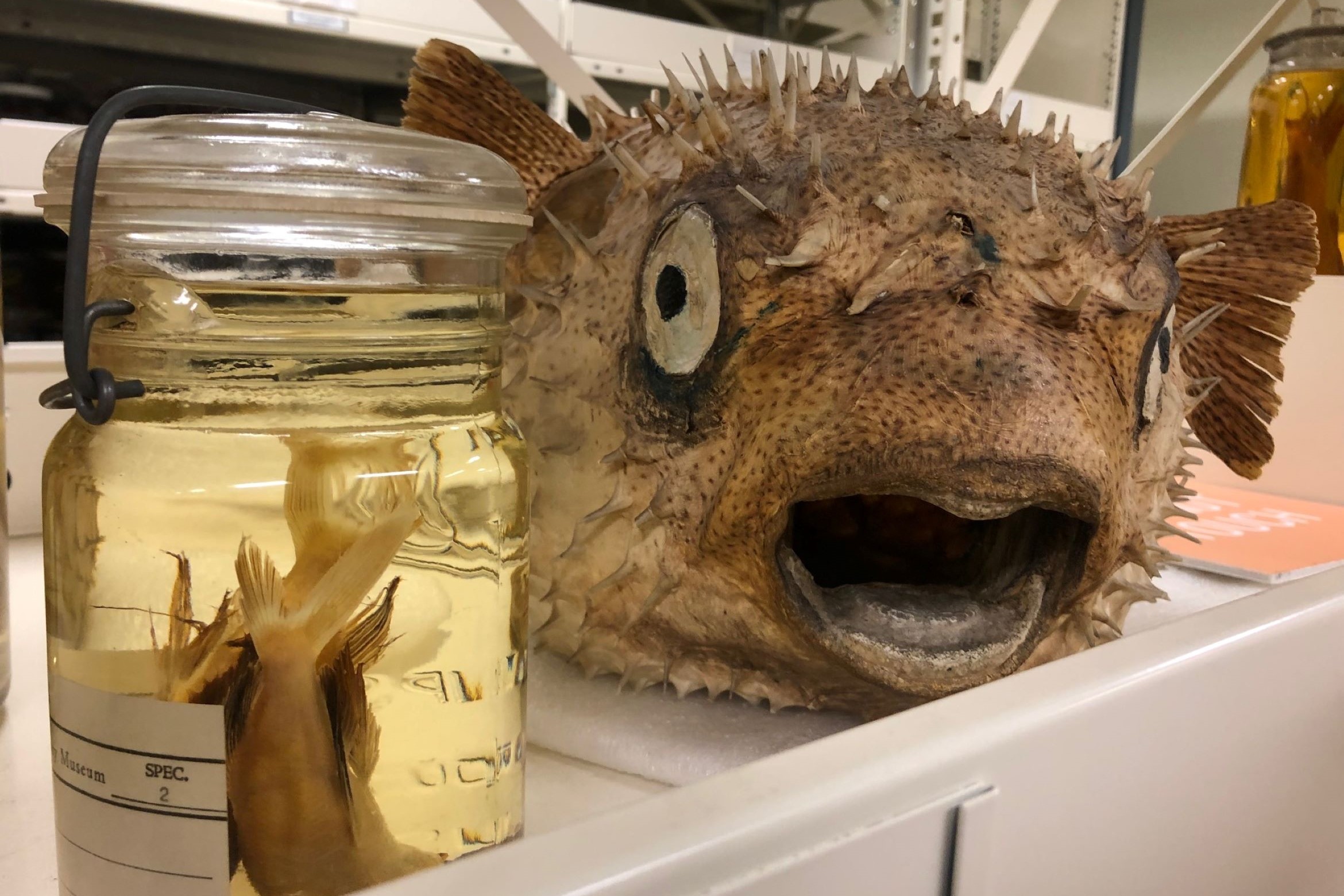 dried pufferfish with look of surprise next to a jar with pickled fish