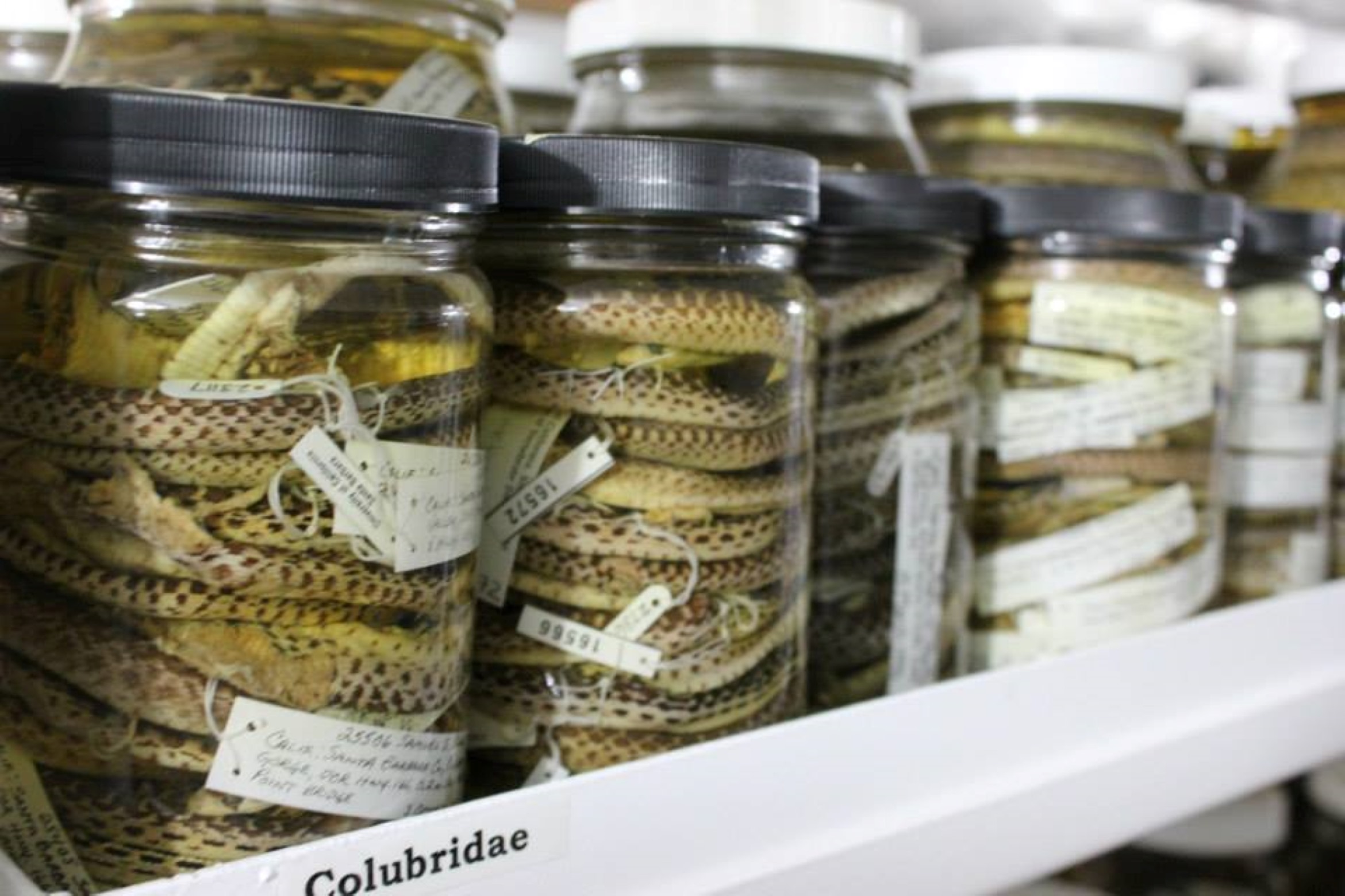 Snakes in jars with liquid lined up on a shelf like pickles