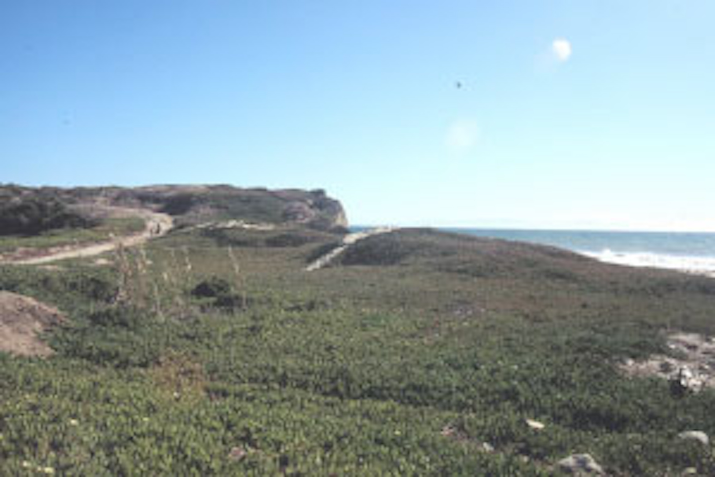 East Depression covered in iceplant prior to restoration