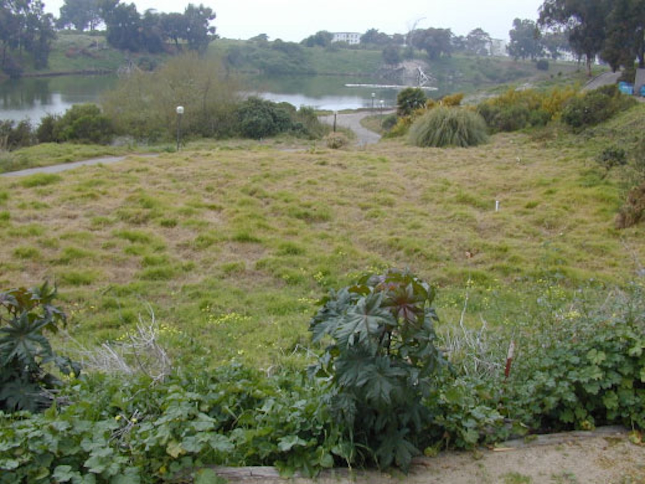 San Nicolas slope covered in iceplant