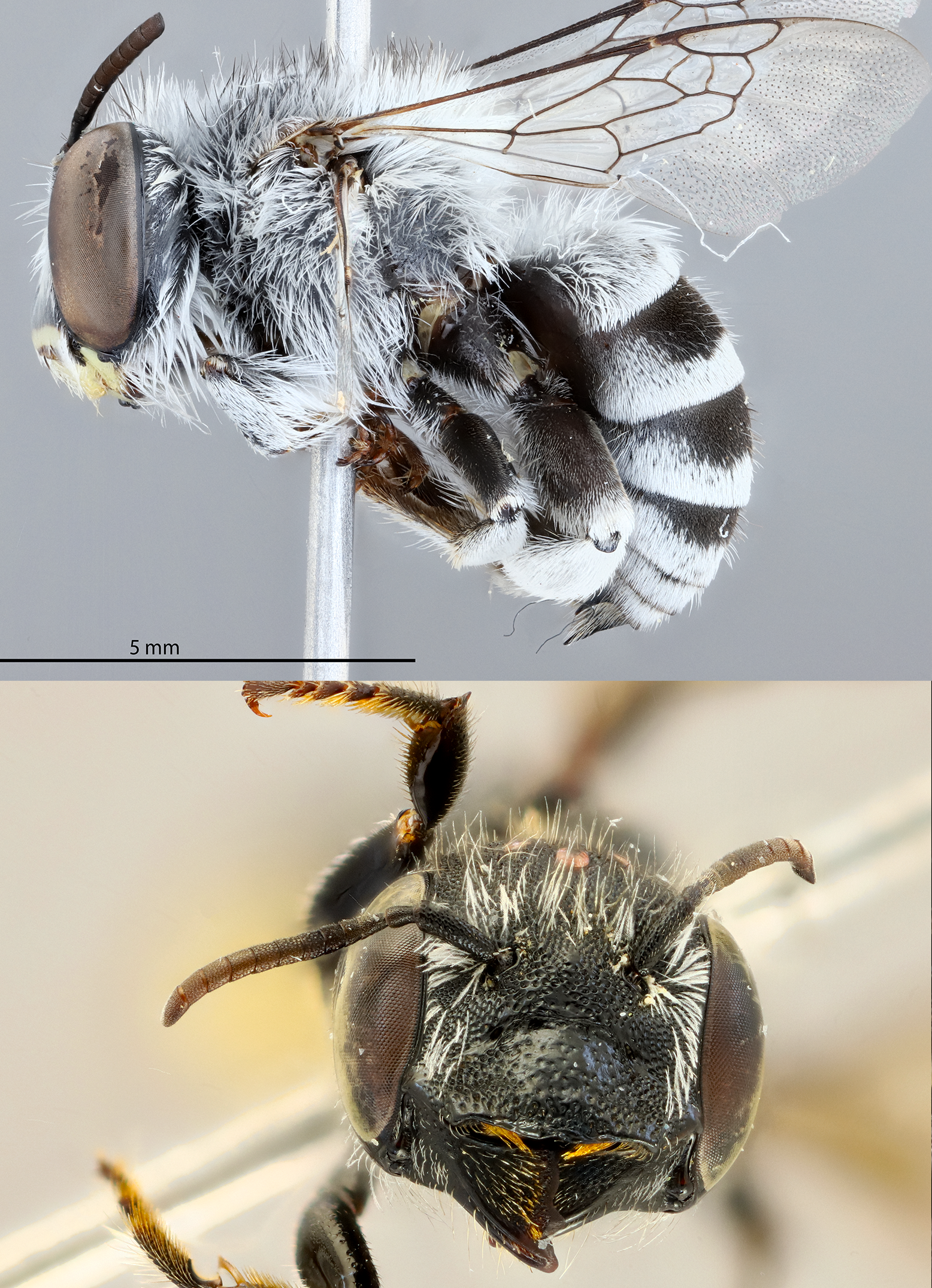 bee